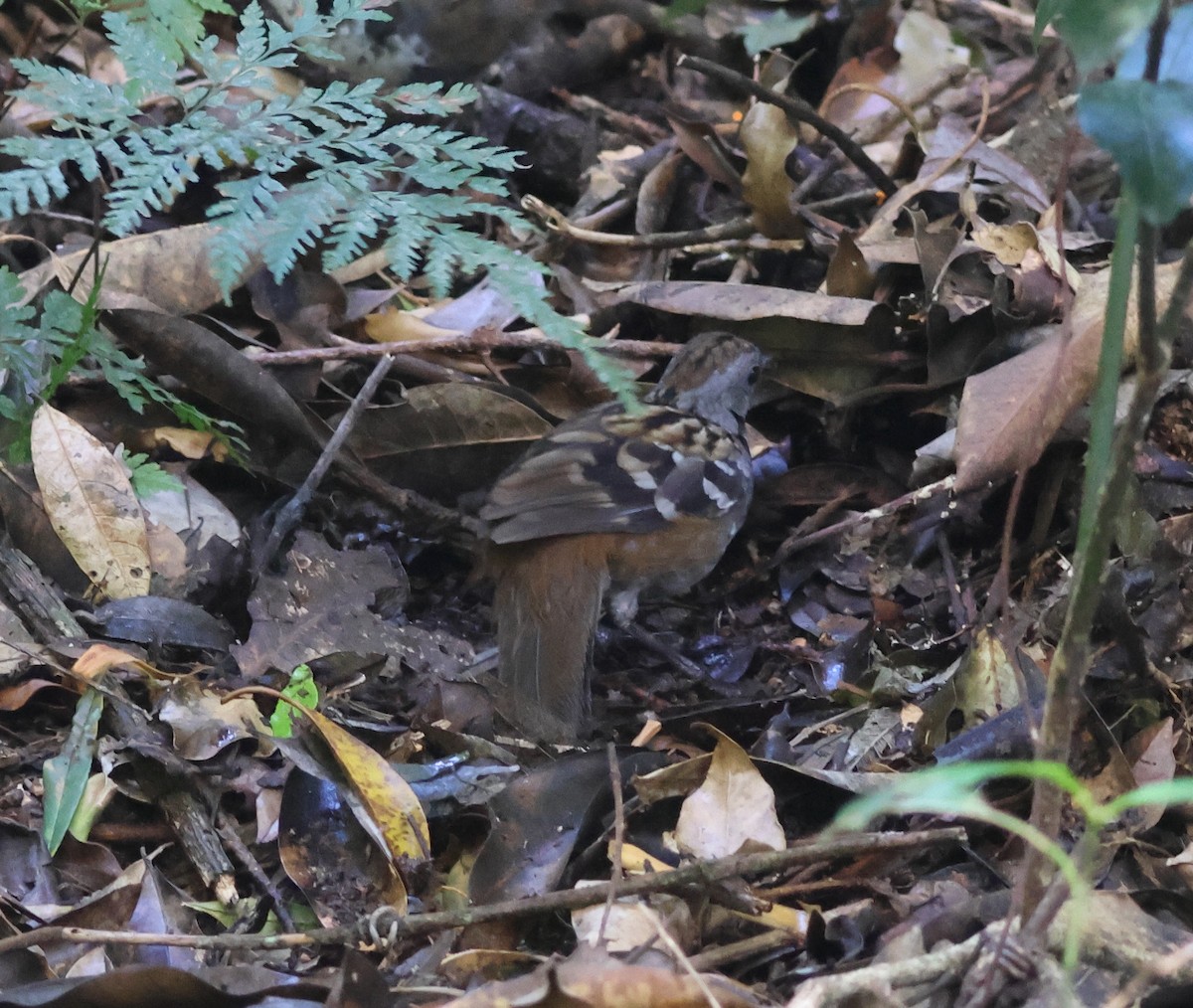 Australian Logrunner - ML646825304