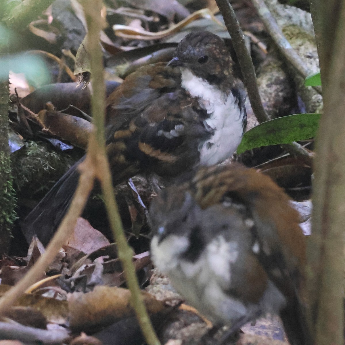 Australian Logrunner - ML646825305