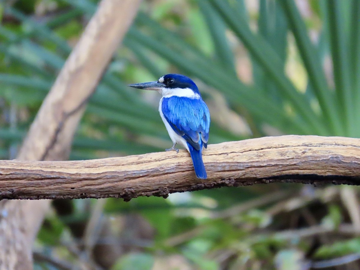 Forest Kingfisher - ML646825306