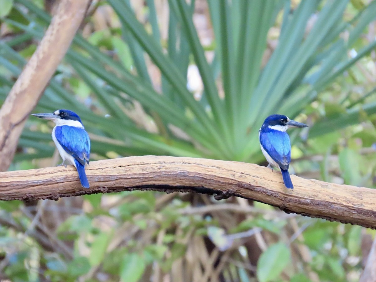 Forest Kingfisher - ML646825307