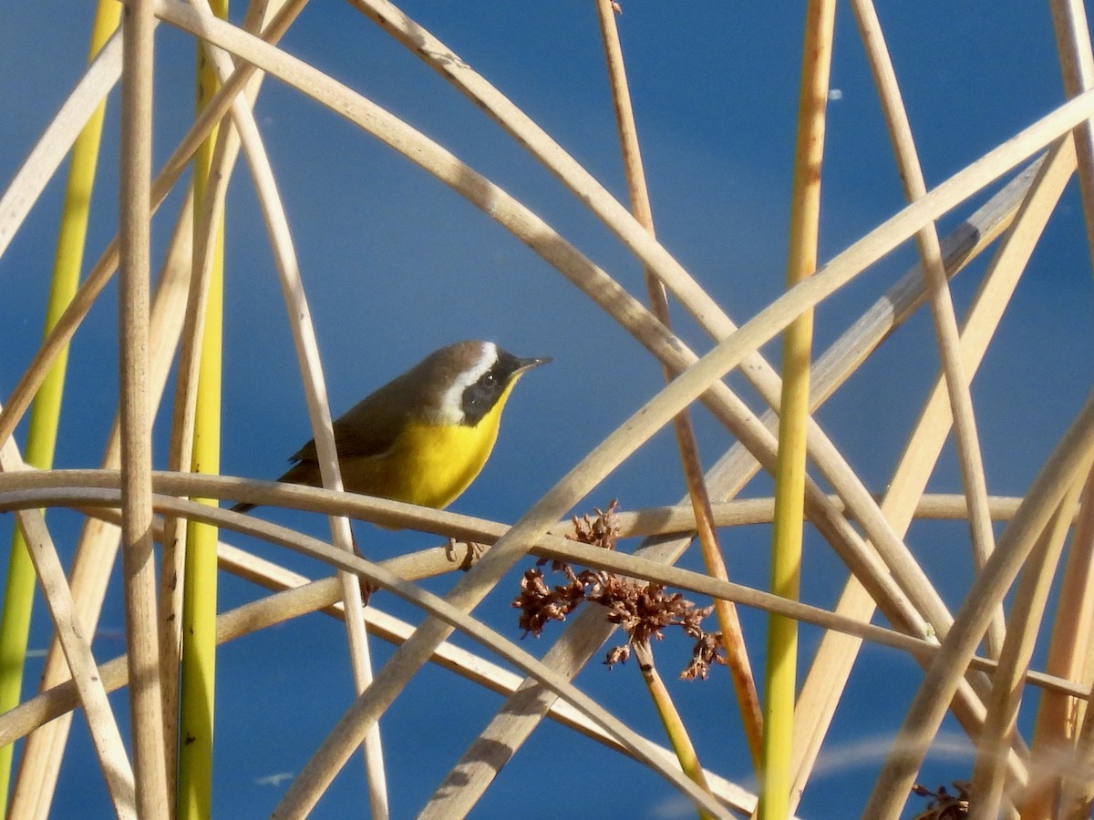 Common Yellowthroat - ML646825310