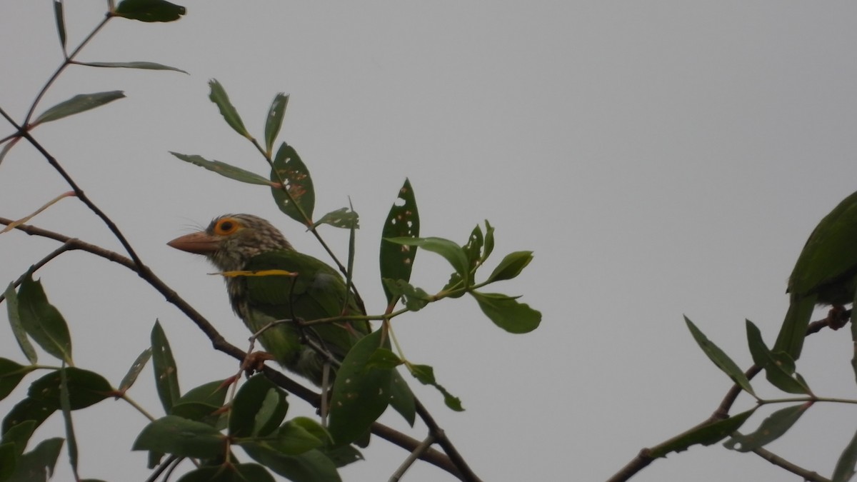 Lineated Barbet - ML646825313
