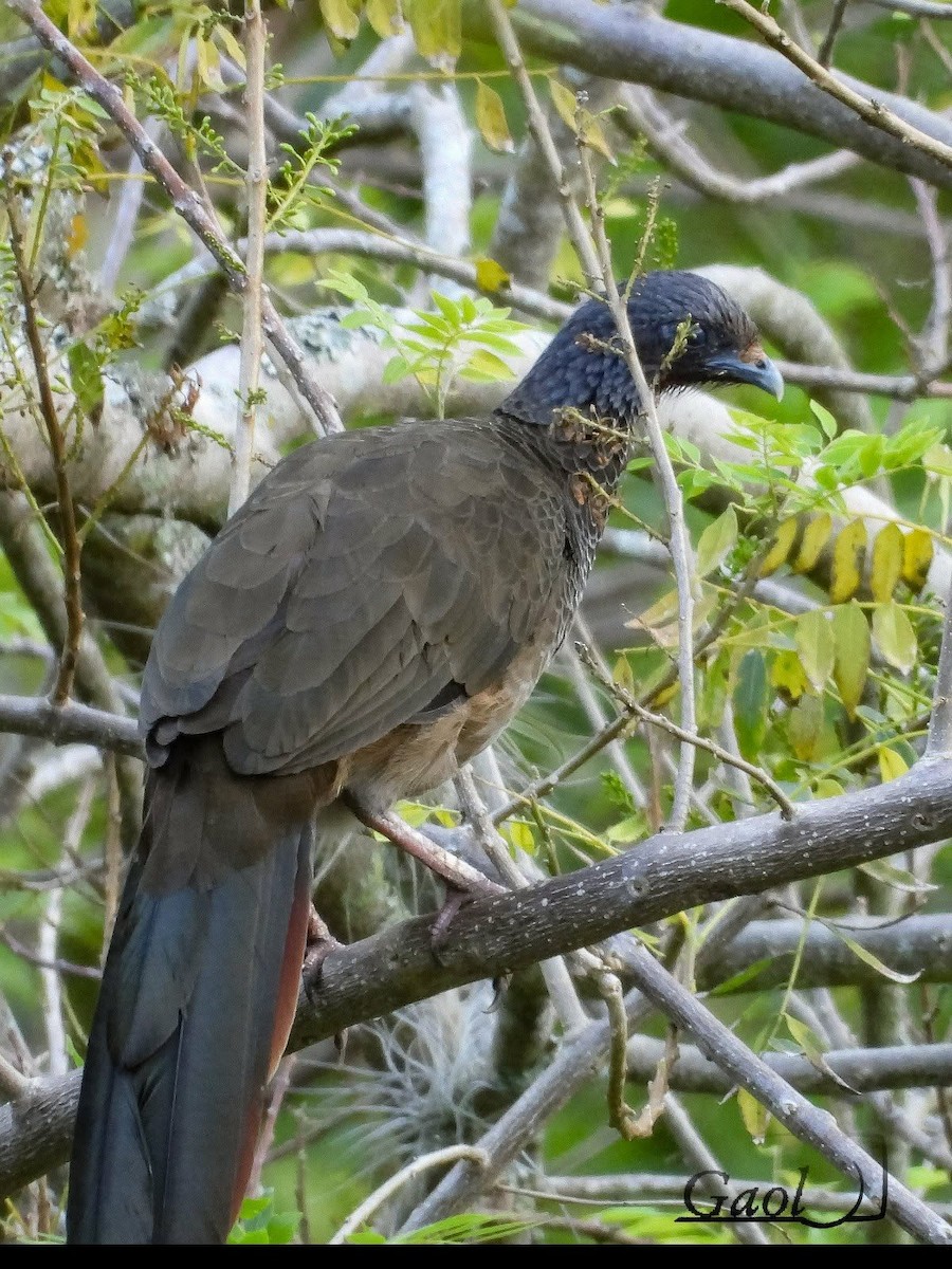 Чачалака колумбійська - ML646825317