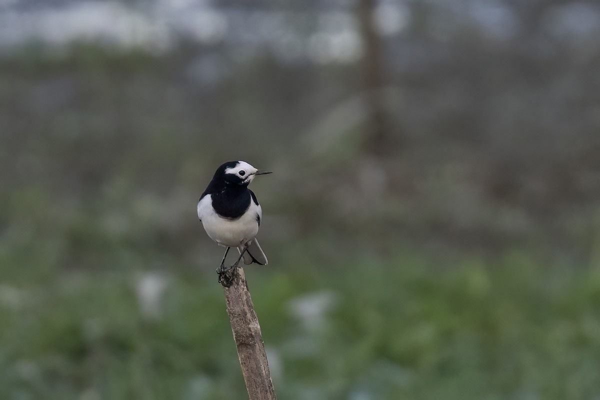 Плиска біла (підвид alboides) - ML646825318