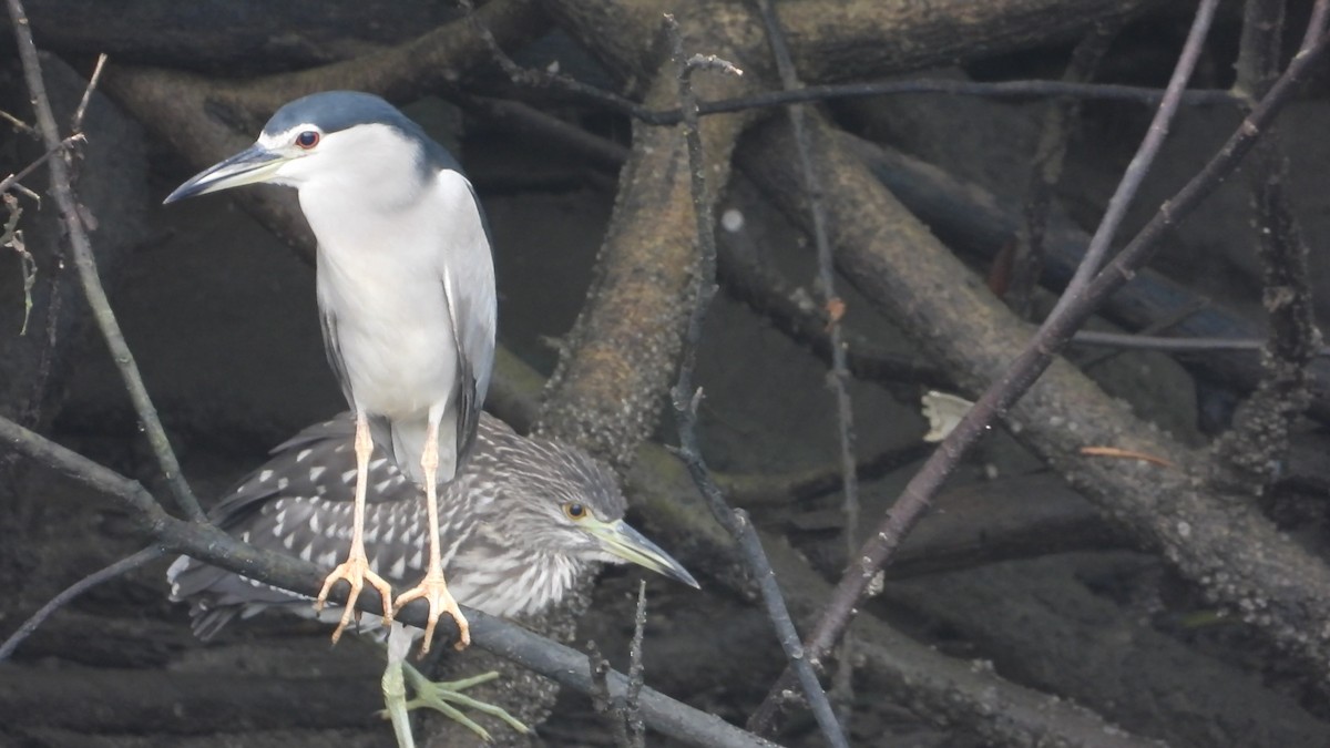 Black-crowned Night Heron - ML646825319