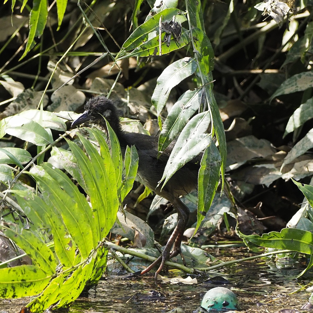White-breasted Waterhen - ML646825321