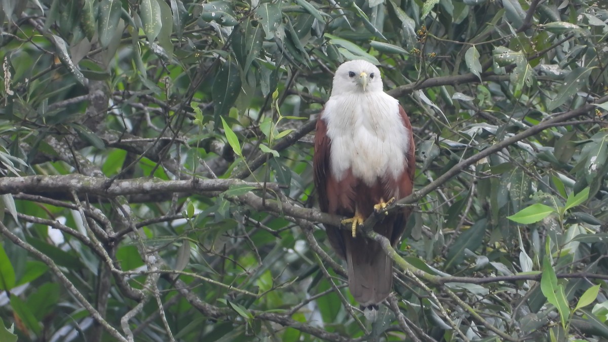 Brahminy Kite - ML646825322