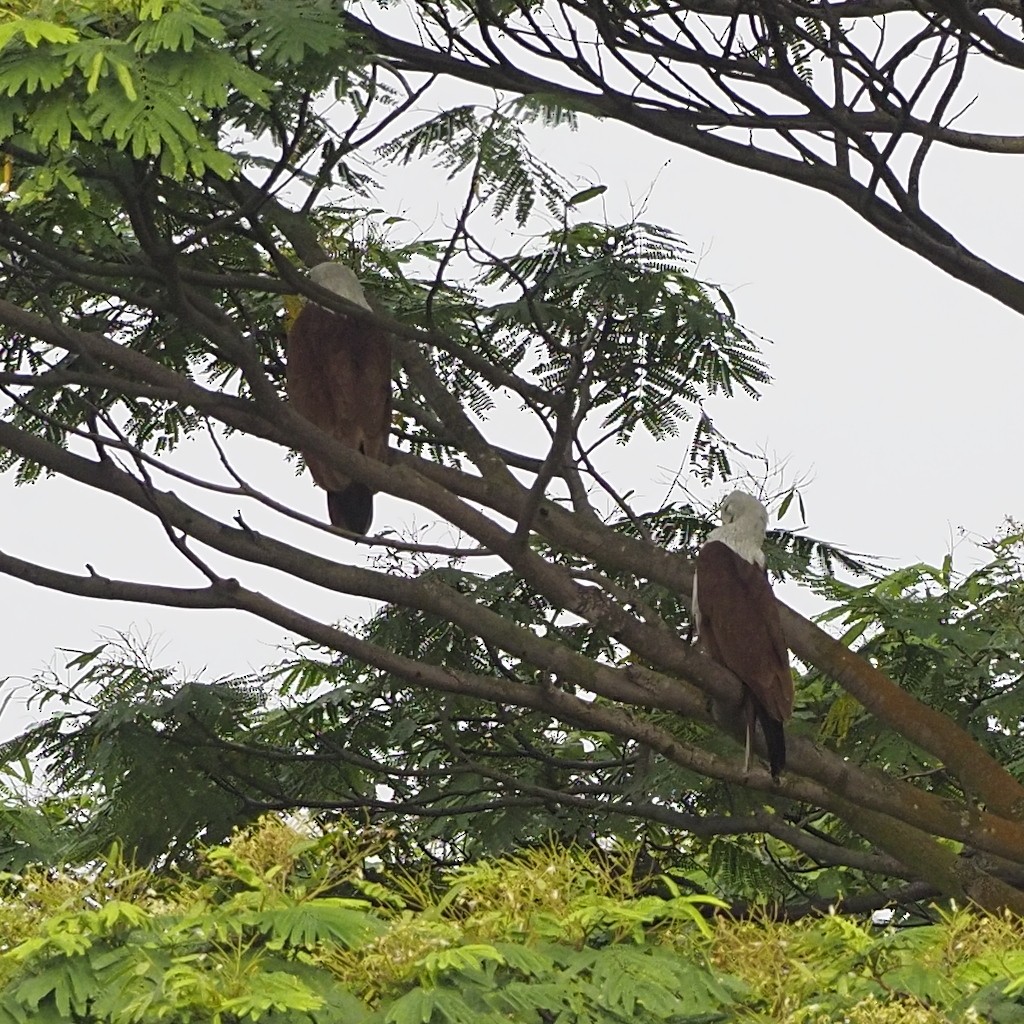 Brahminy Kite - ML646825325
