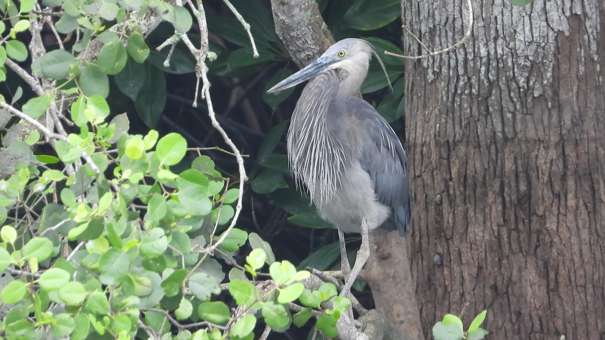 Great-billed Heron - ML646825326