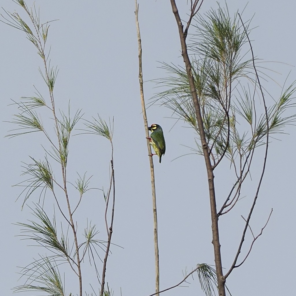 Coppersmith Barbet - ML646825327