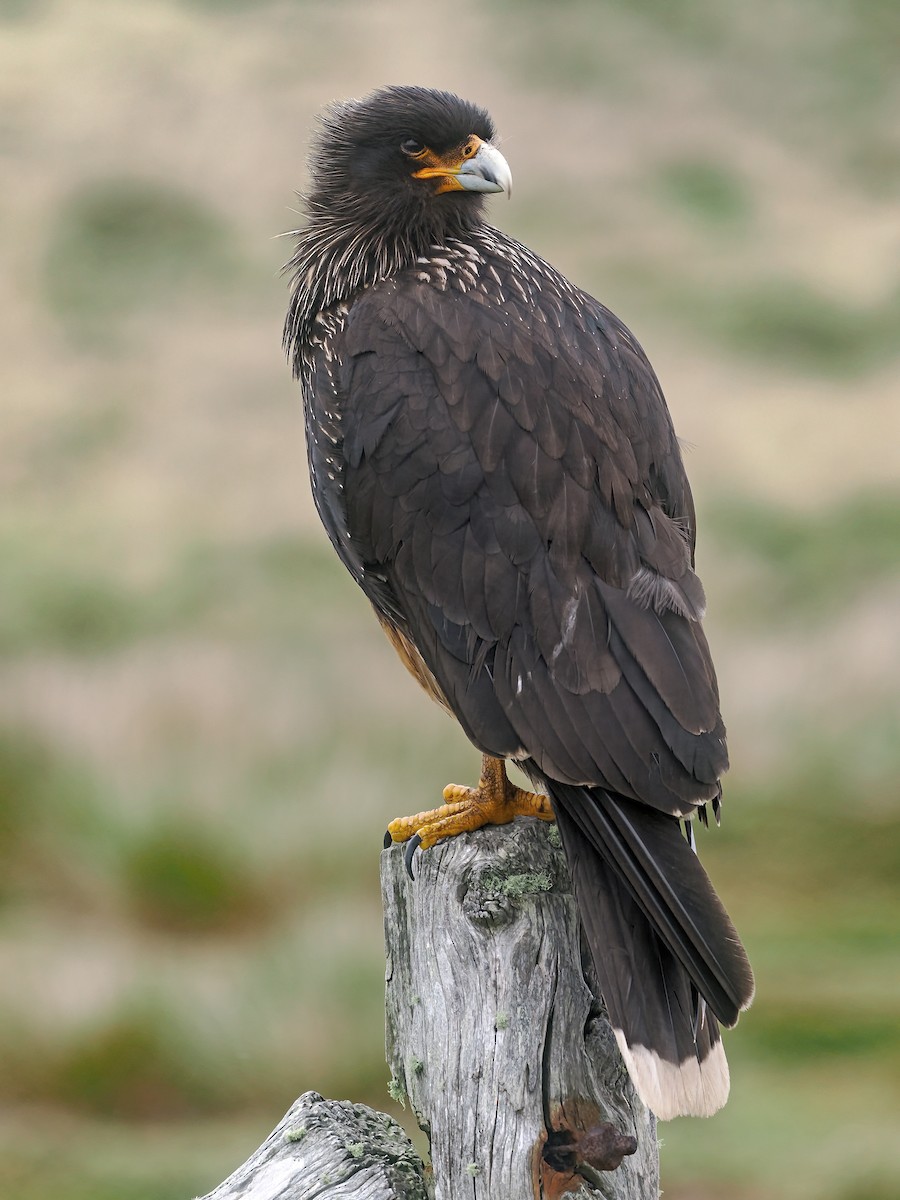 Striated Caracara - ML646825328