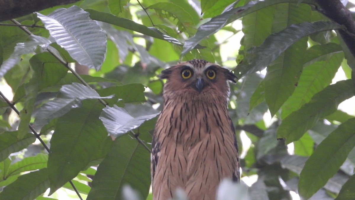 Buffy Fish-Owl - ML646825332