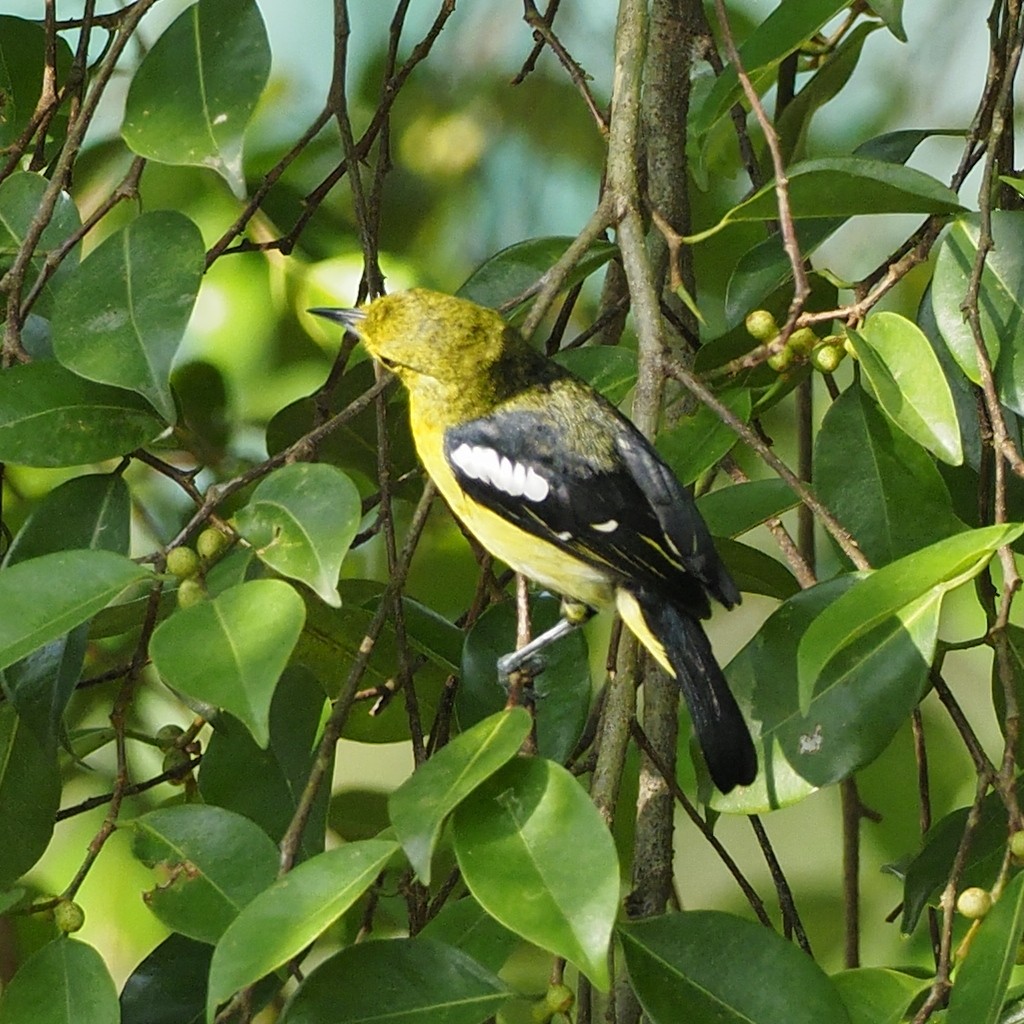 Common Iora - ML646825333