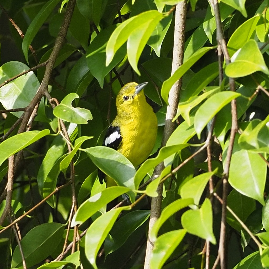 Common Iora - ML646825334