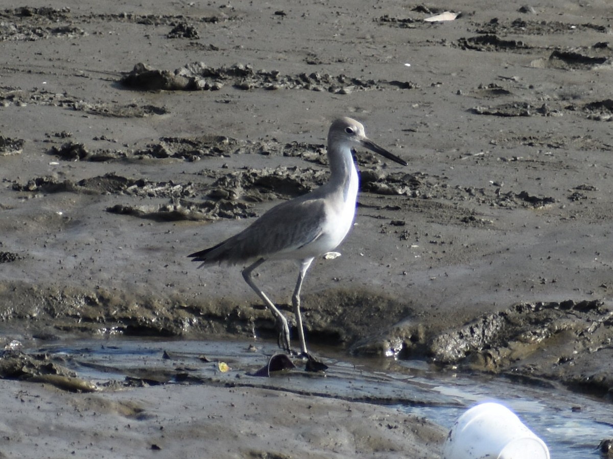 Willet - ML646825336