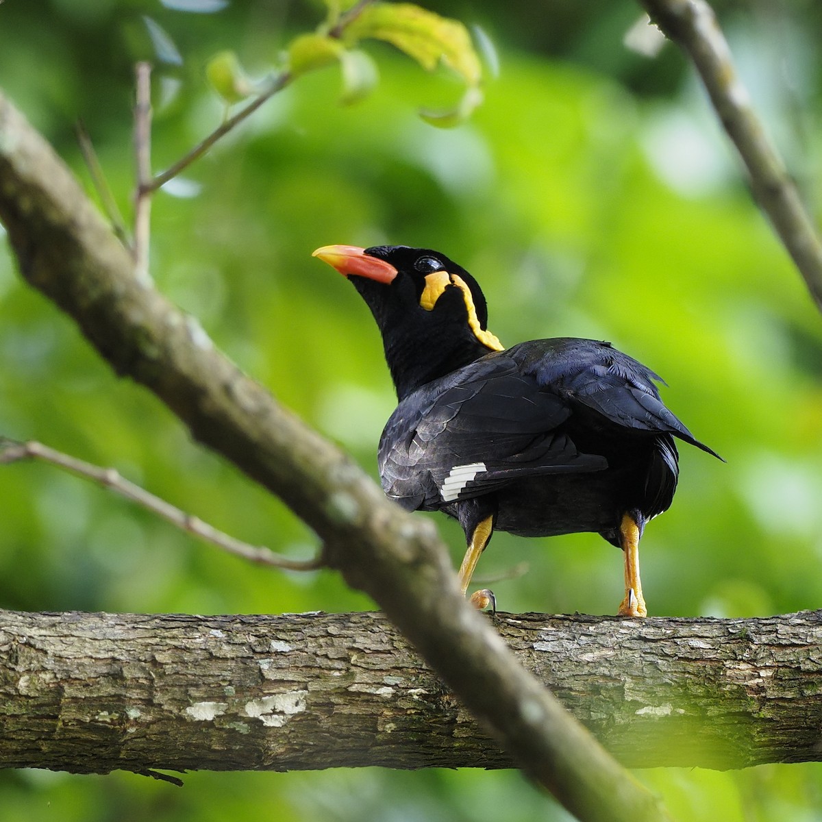 Common Hill Myna - ML646825337