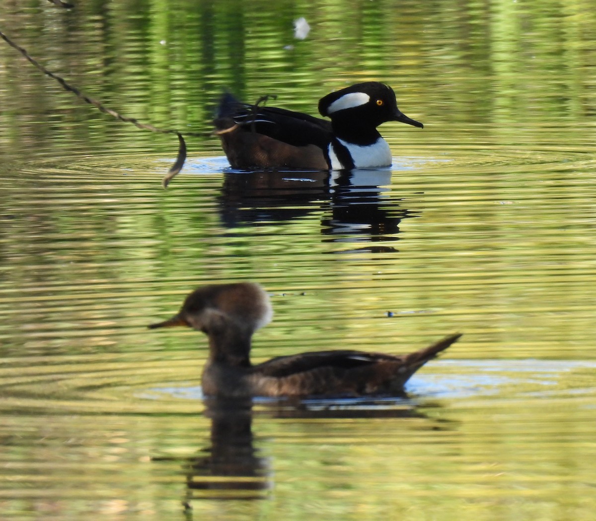 Hooded Merganser - ML646825339