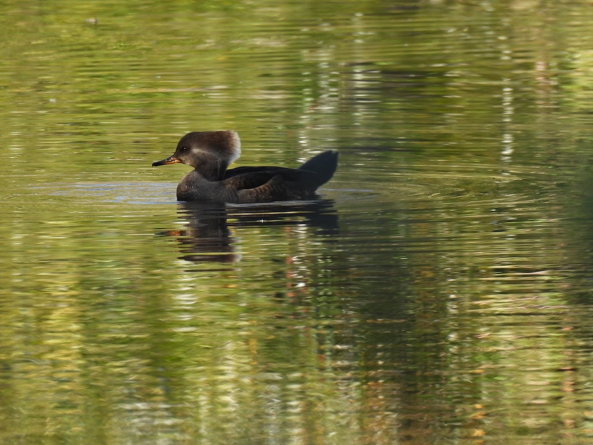 Hooded Merganser - ML646825340