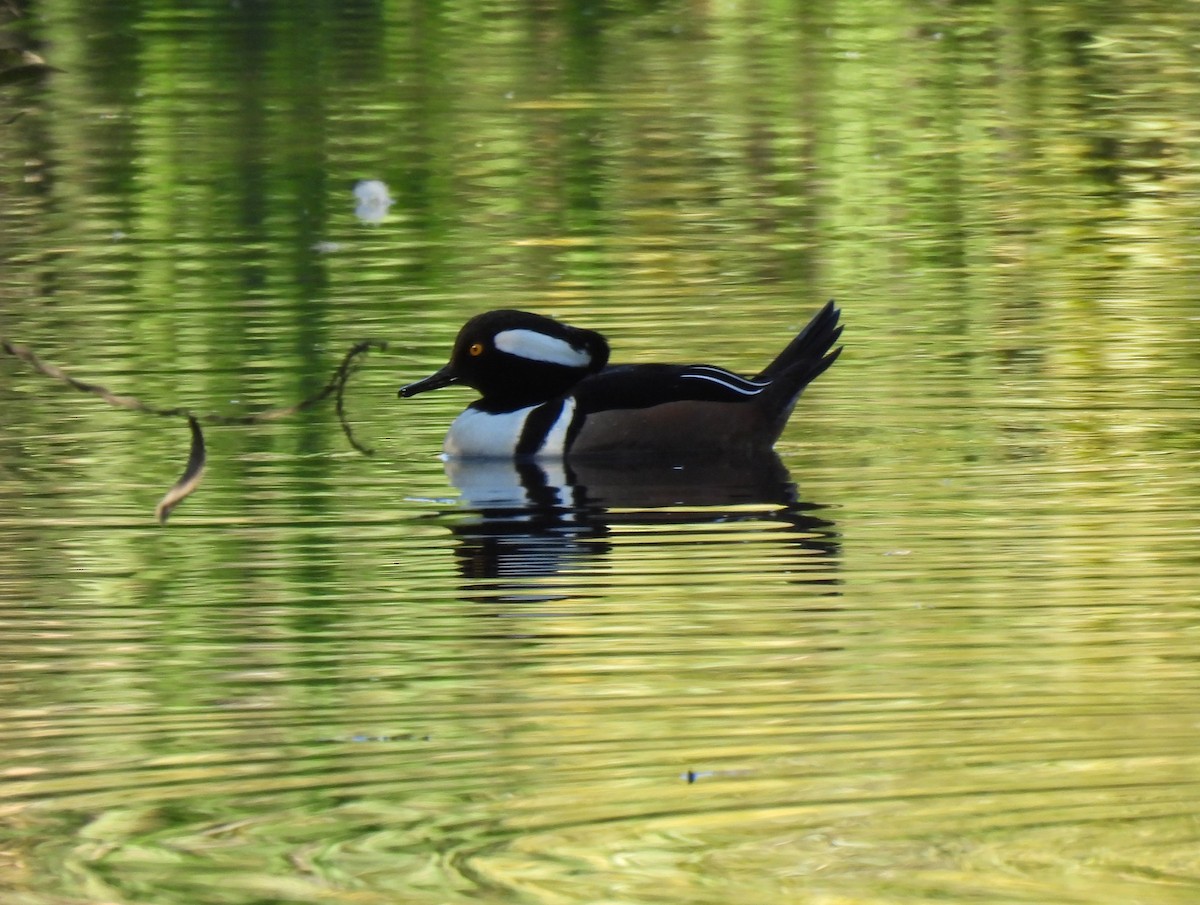Hooded Merganser - ML646825341