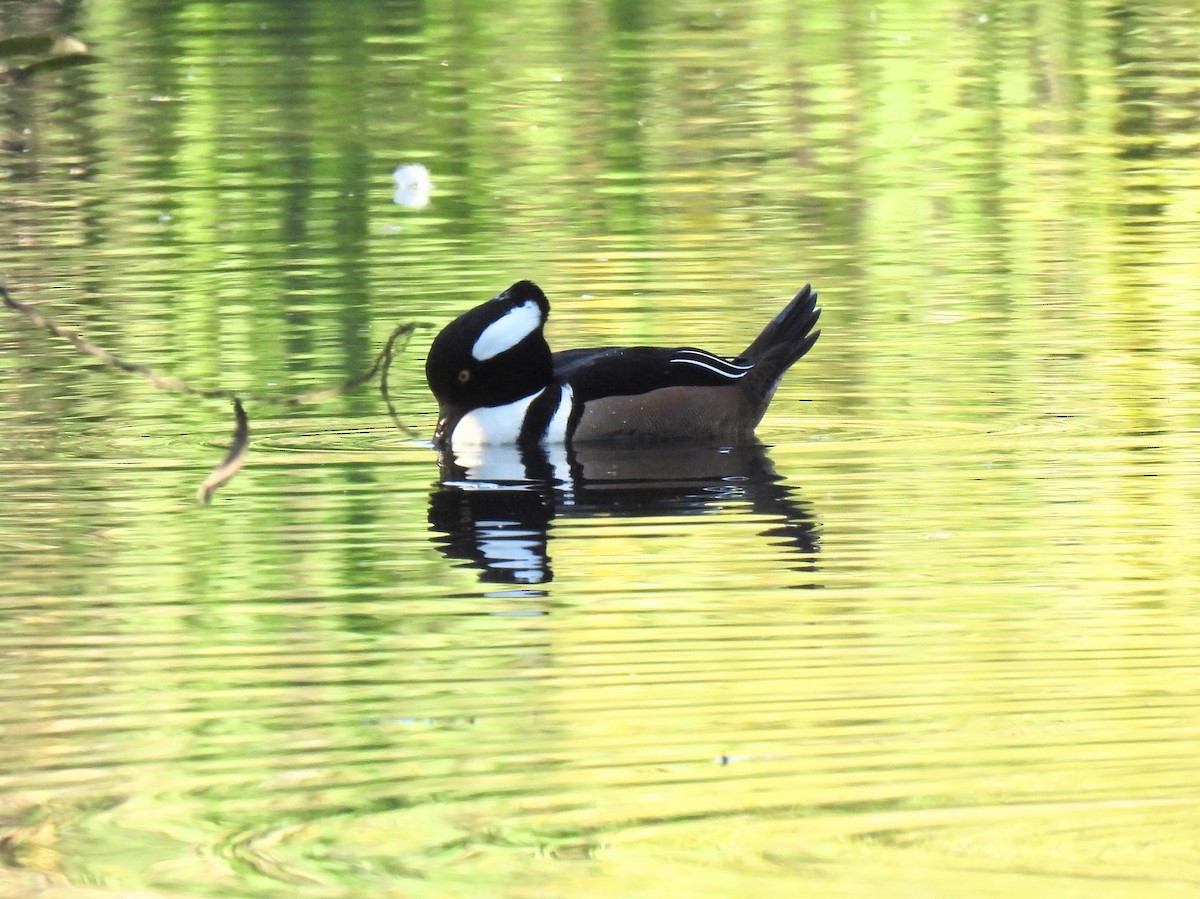 Hooded Merganser - ML646825342