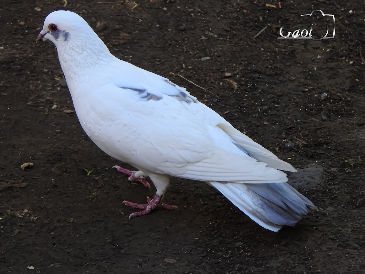 Голуб сизий (міський) - ML646825343