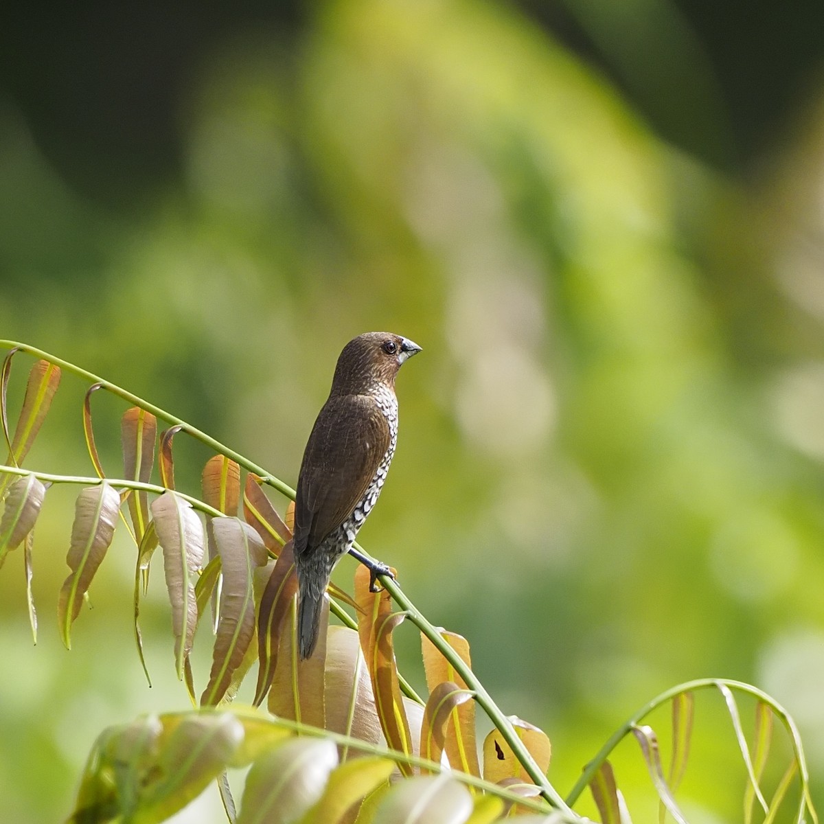 Scaly-breasted Munia - ML646825344