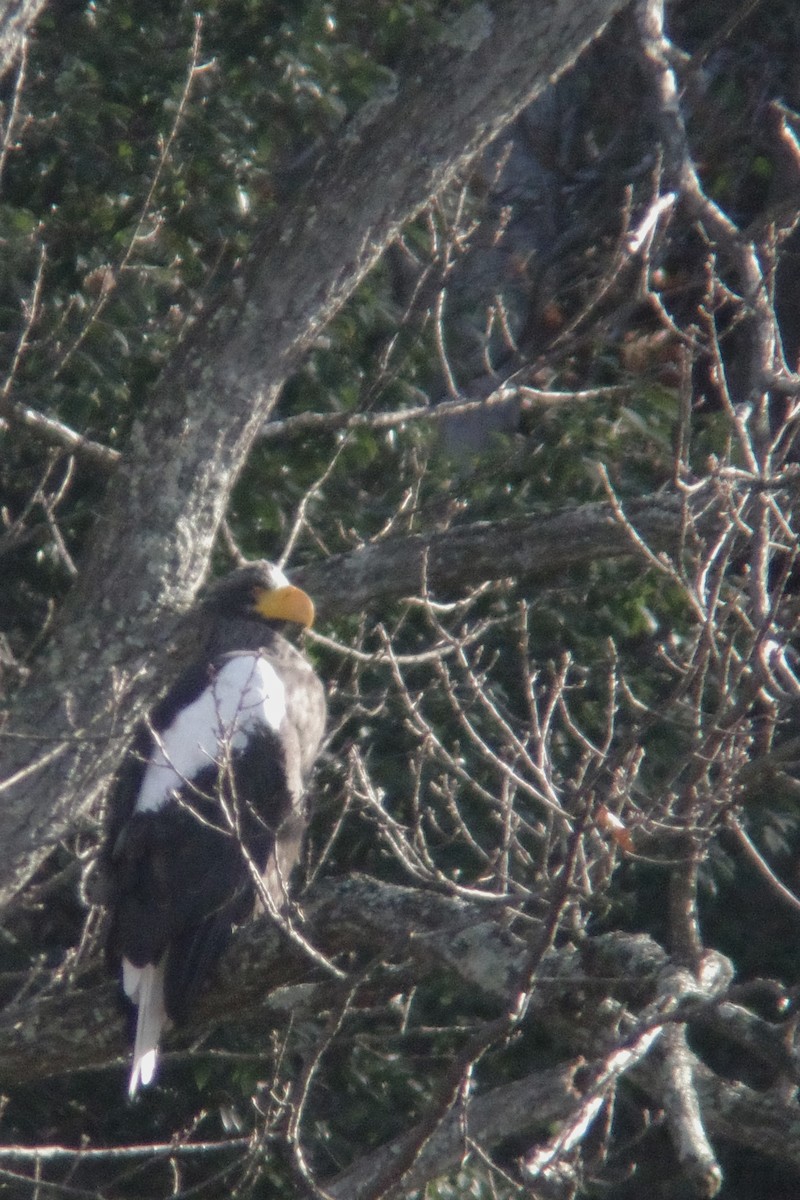 Steller's Sea-Eagle - ML646825347