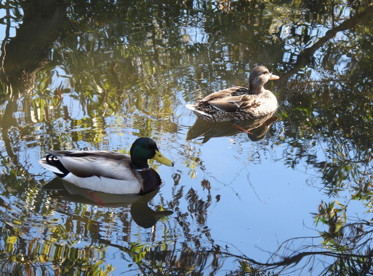 Mallard - ML646825352