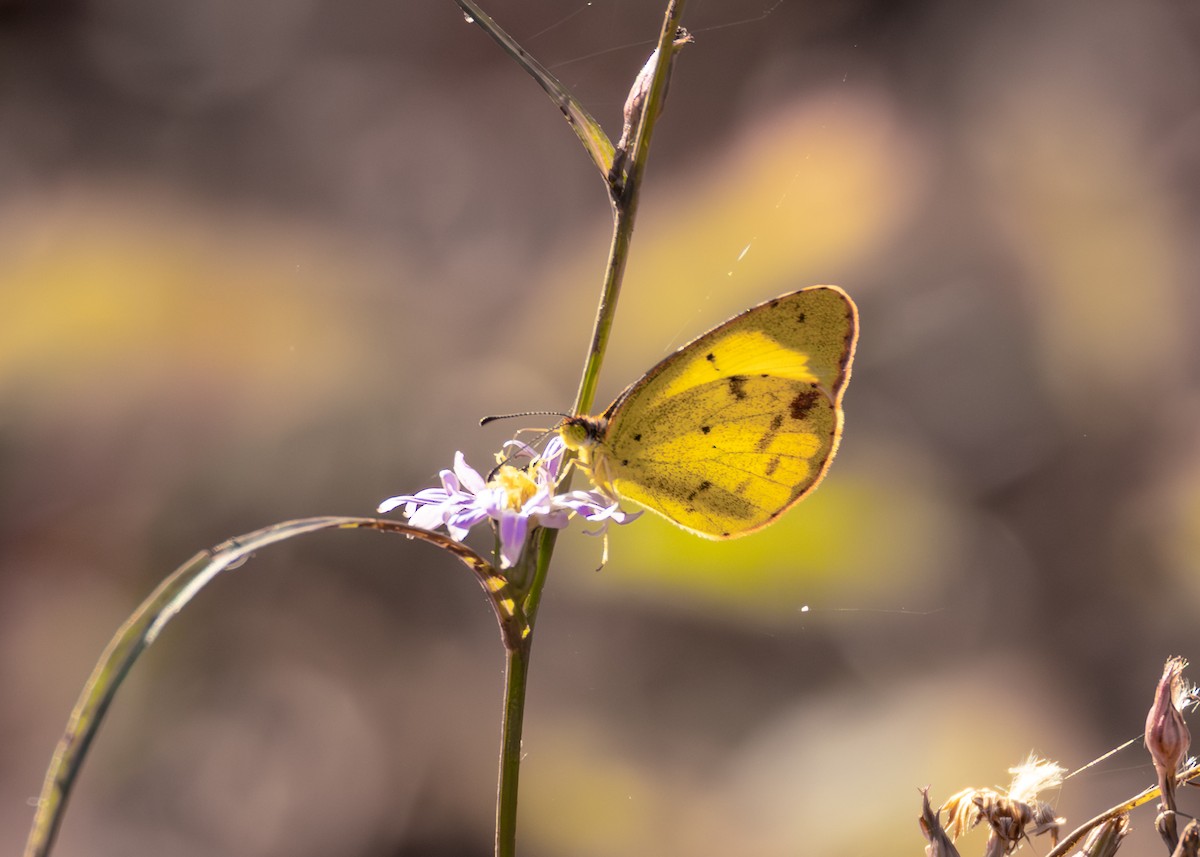 Little Yellow - ML646825353