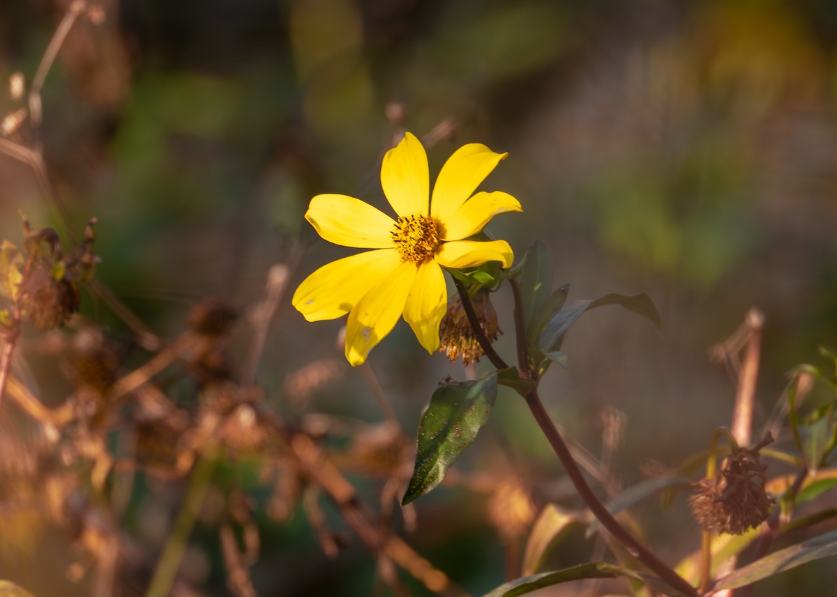 Animals - ML646825354