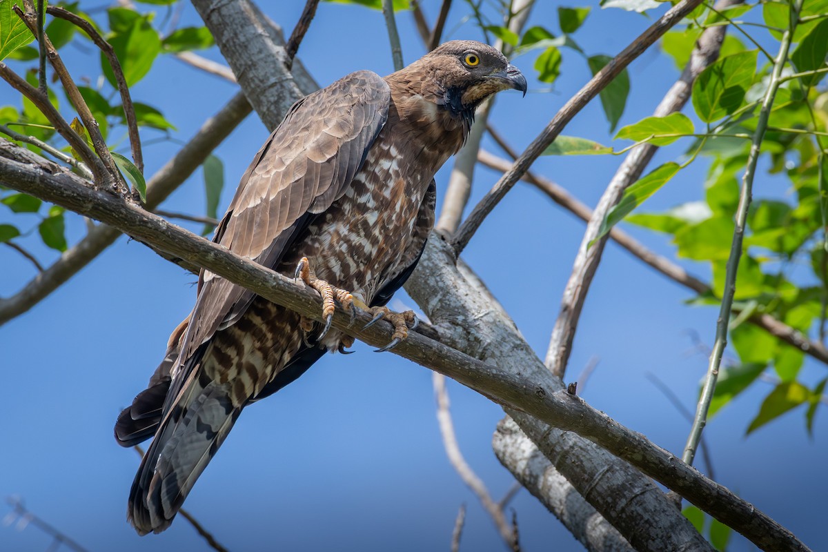 Согсоот гоорбис - ML646825356