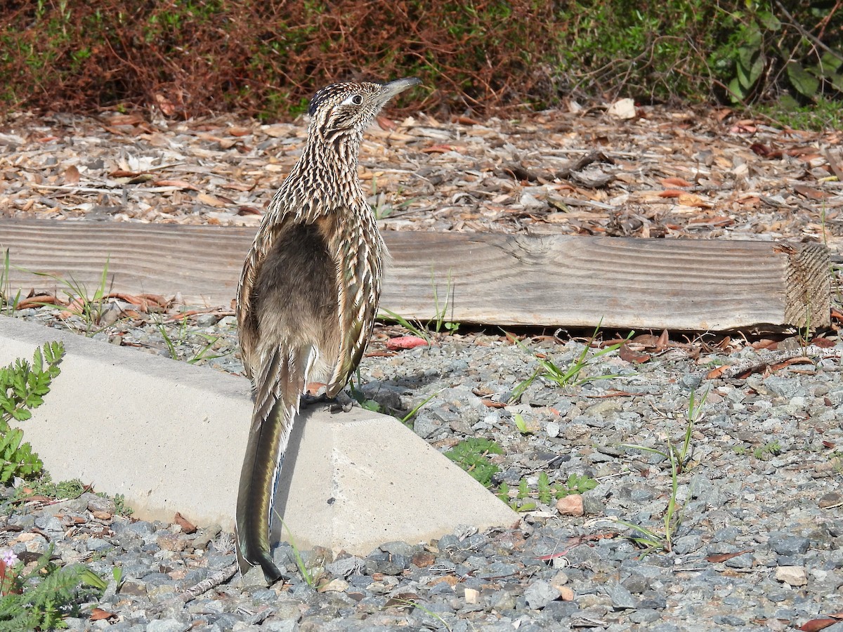 Greater Roadrunner - ML646825357