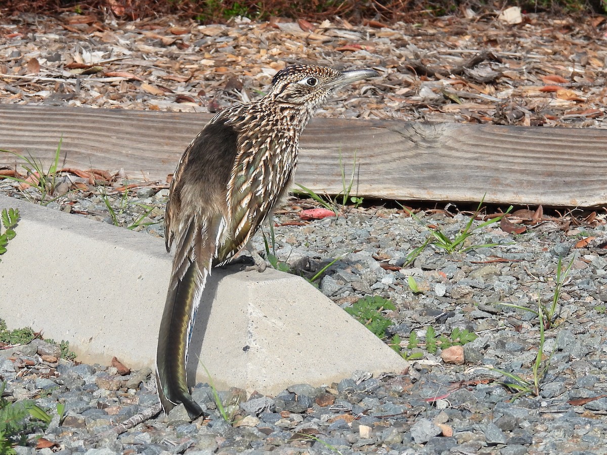 Greater Roadrunner - ML646825359