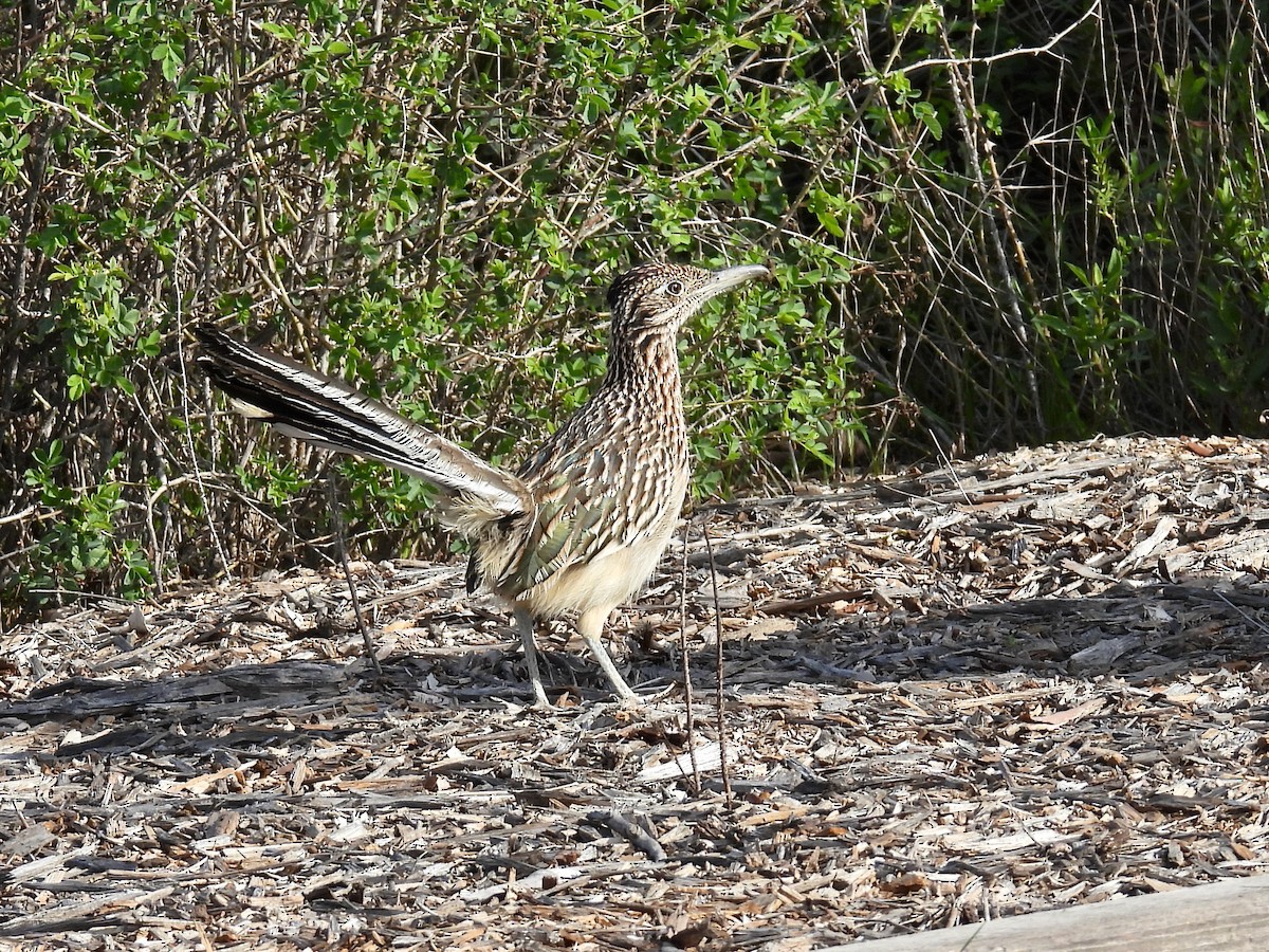 Greater Roadrunner - ML646825360