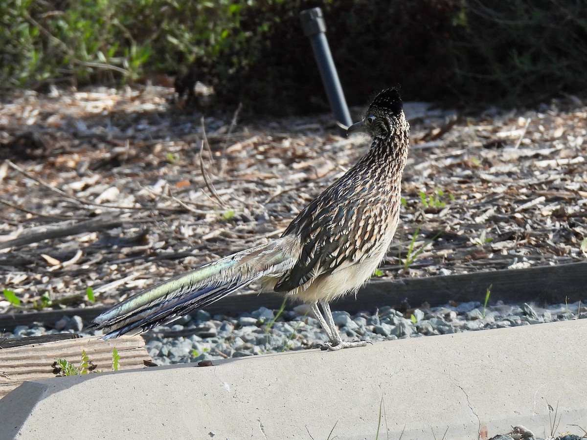 Greater Roadrunner - ML646825363