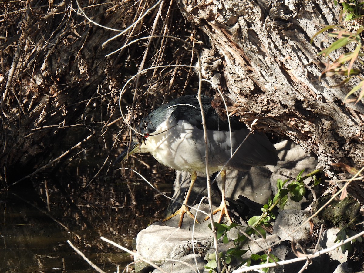 Black-crowned Night Heron - ML646825364