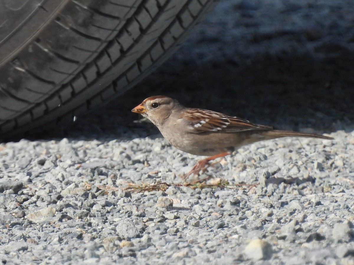 White-crowned Sparrow - ML646825369