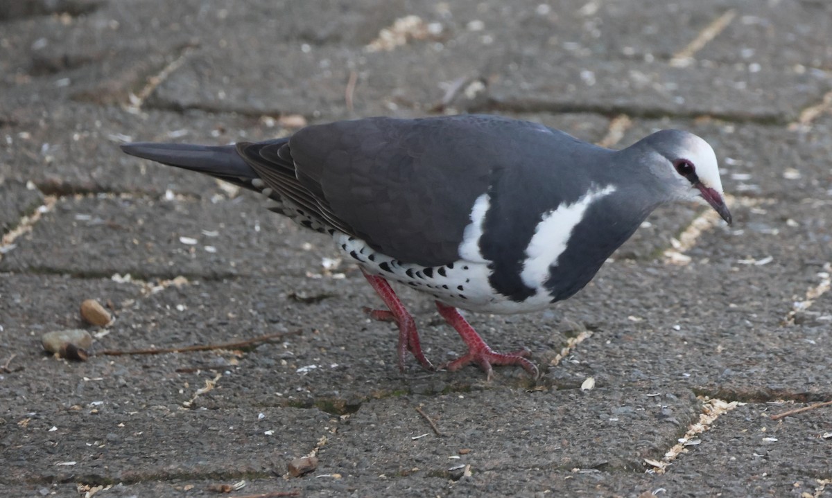 Wonga Pigeon - ML646825370