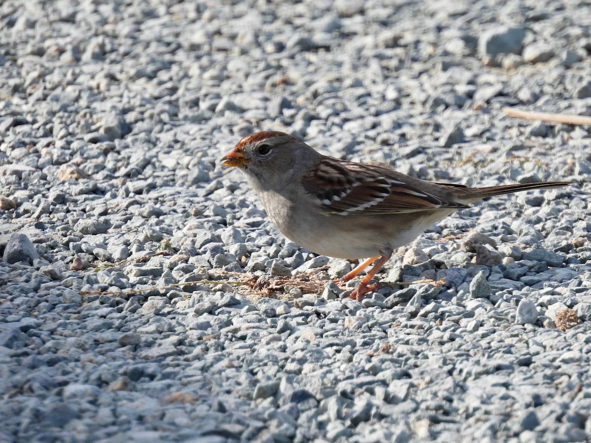 White-crowned Sparrow - ML646825371