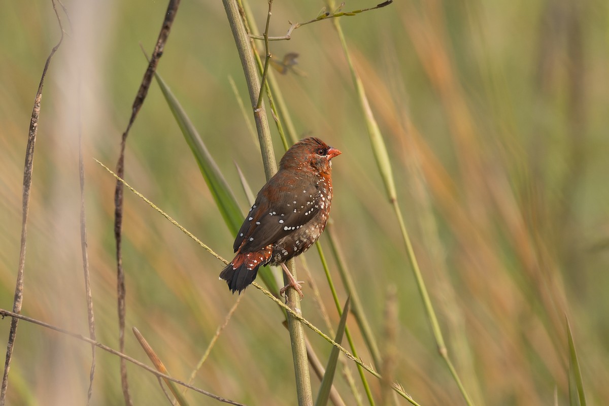 Red Avadavat - ML646825374