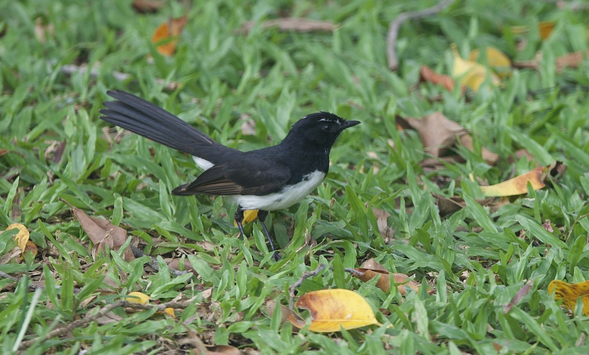 Willie-wagtail - ML646825377