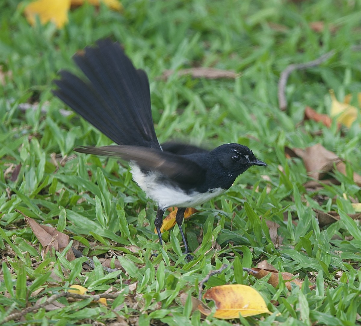 Willie-wagtail - ML646825378