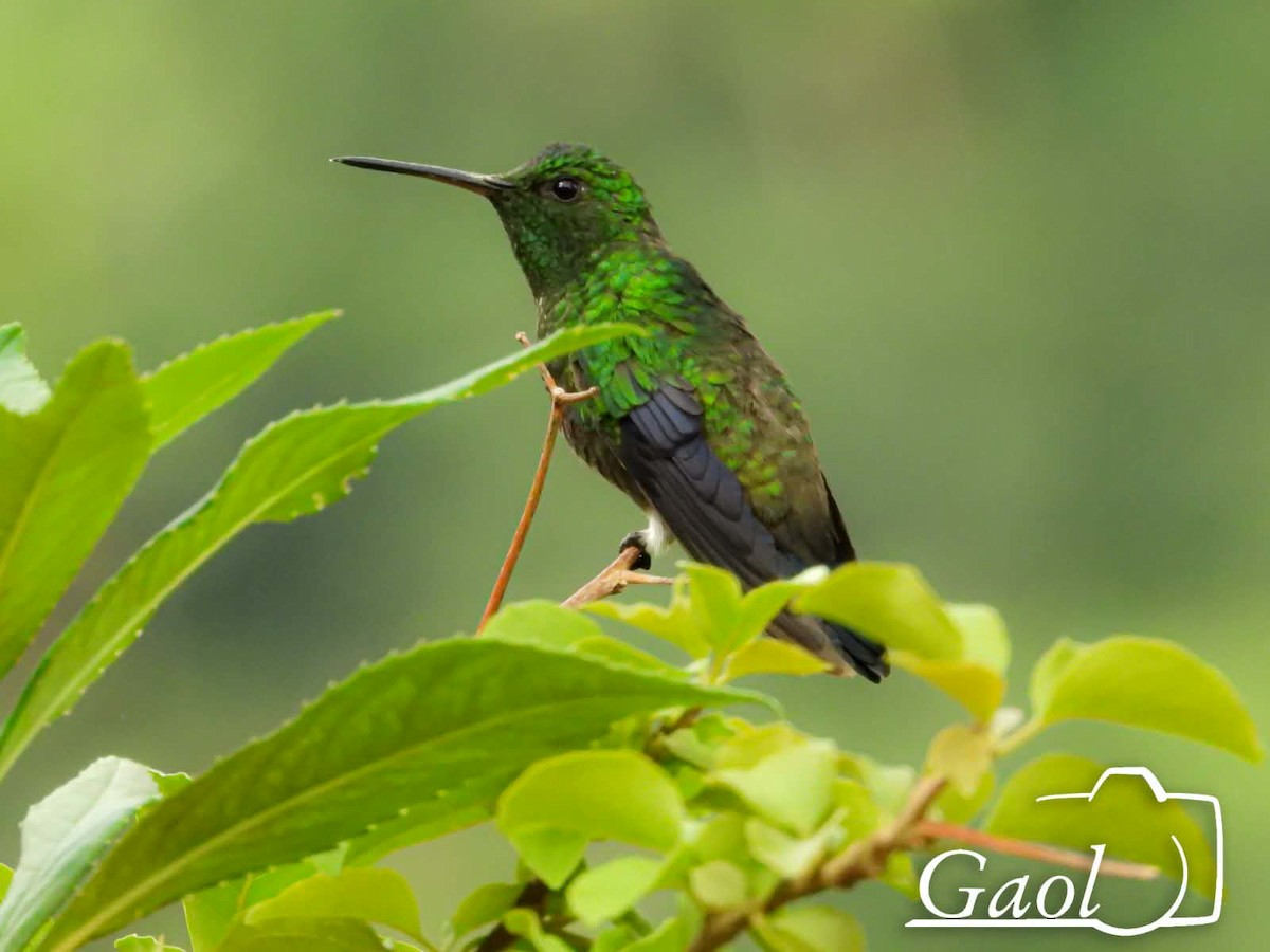 Амазилія-берил колумбійська - ML646825379