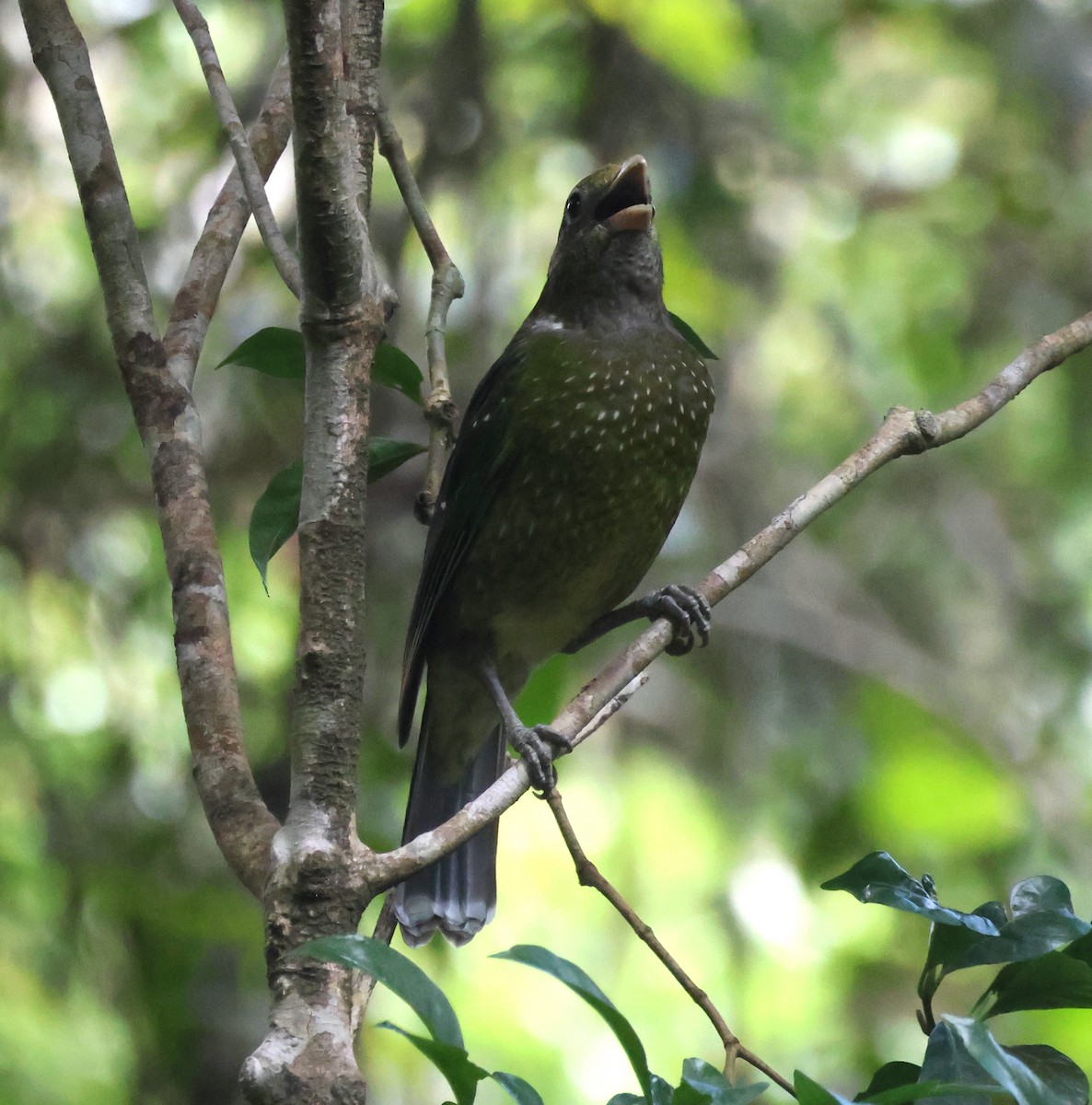 Green Catbird - ML646825381