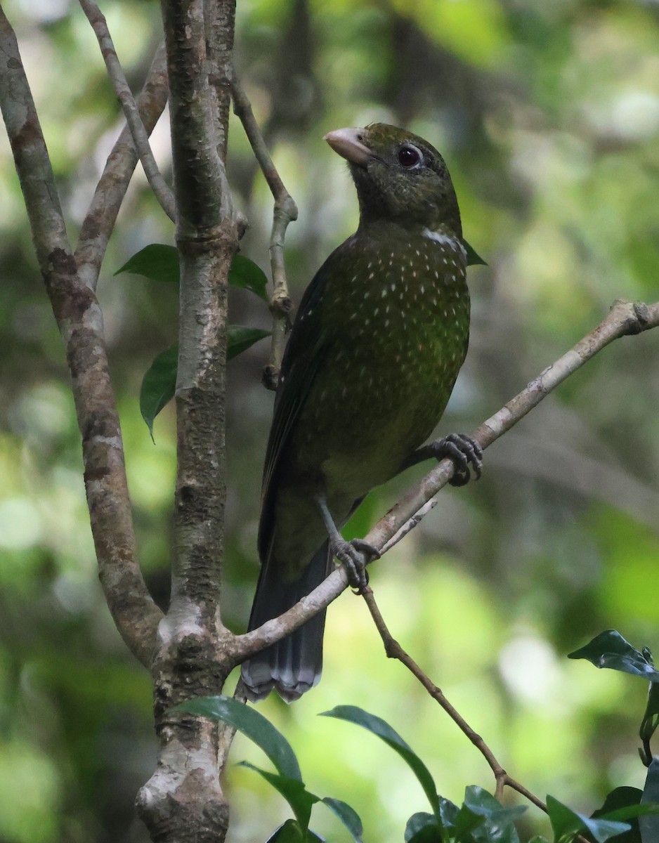 Green Catbird - ML646825382