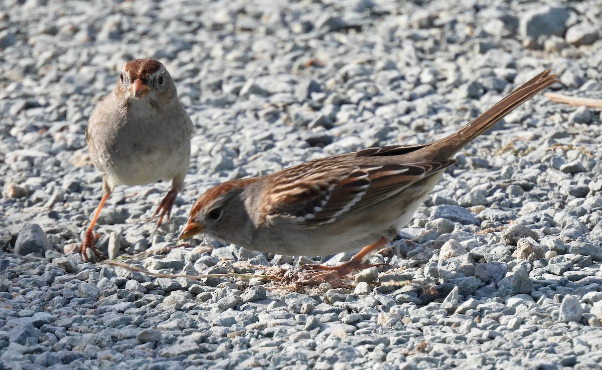 White-crowned Sparrow - ML646825389