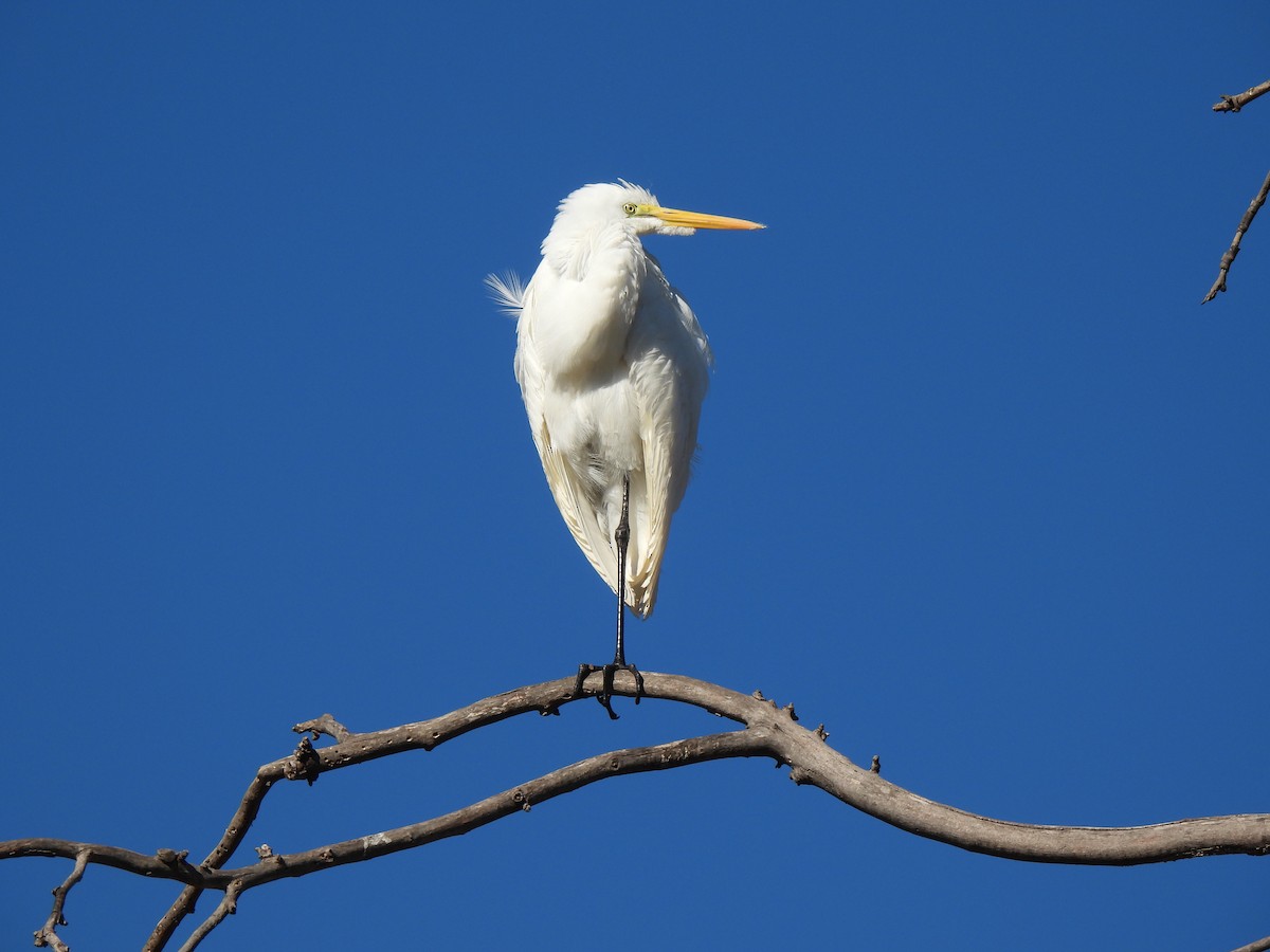 Great Egret - ML646825390