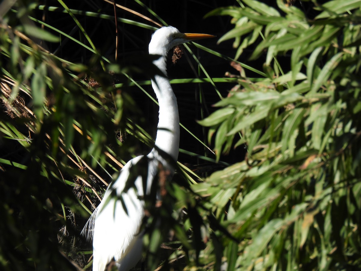 Great Egret - ML646825391