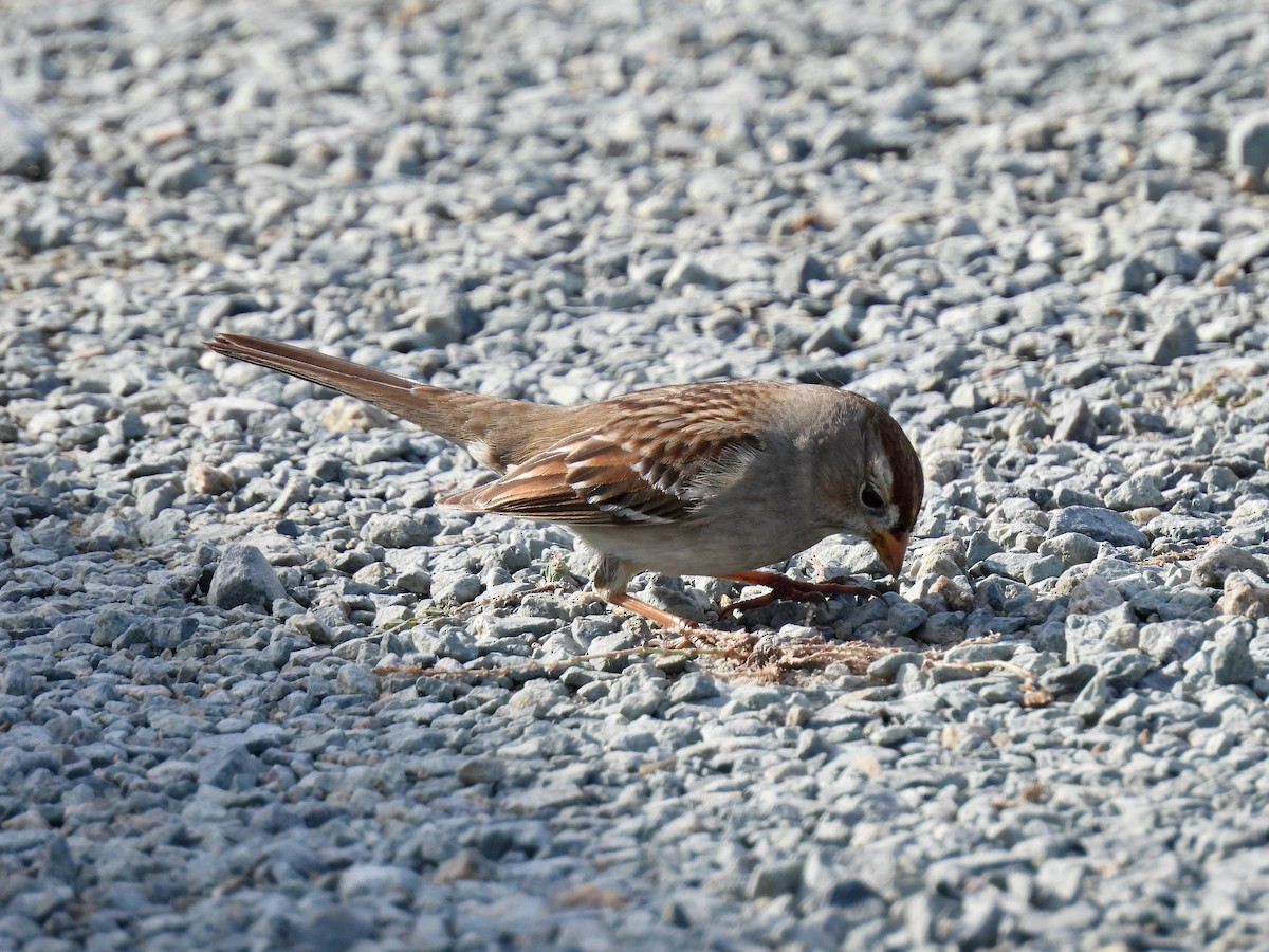 White-crowned Sparrow - ML646825393