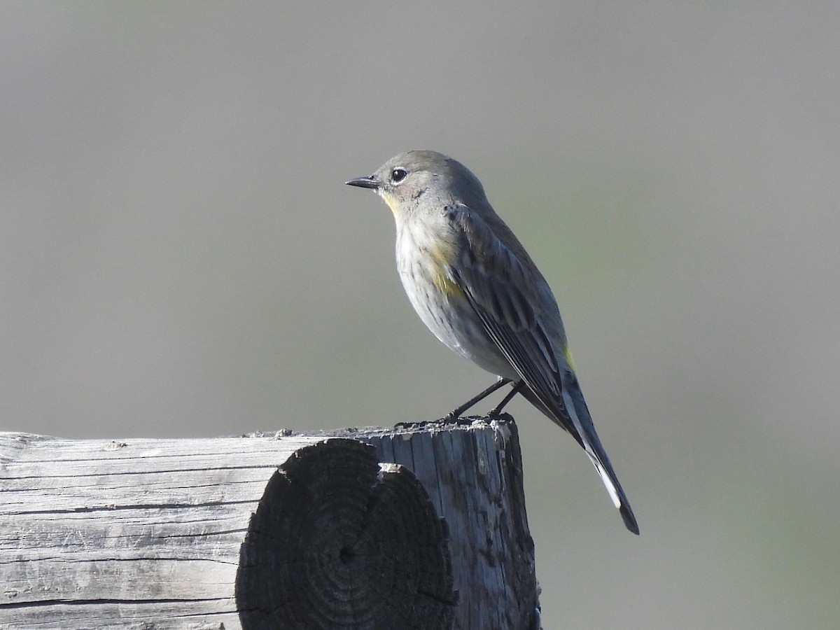 Yellow-rumped Warbler - ML646825394